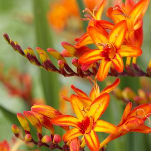 Crocosmia-Firestarter 1C