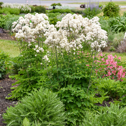 Thalictrum-Cotton Ball 1C