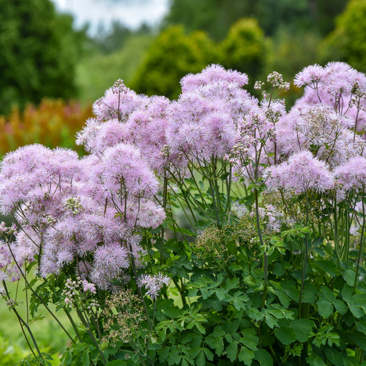 Thalictrum-Cotton Candy 1C