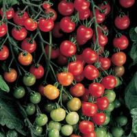Tomato-Super Sweet 100 (SMA) 3.5"