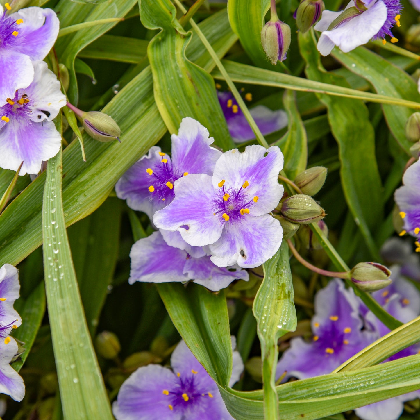 Tradescantia-Webmaster 1C