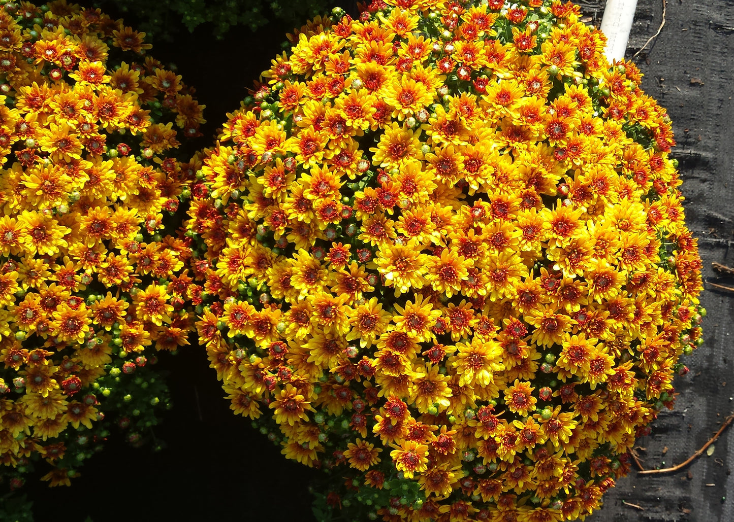 Mum Urano Orange E