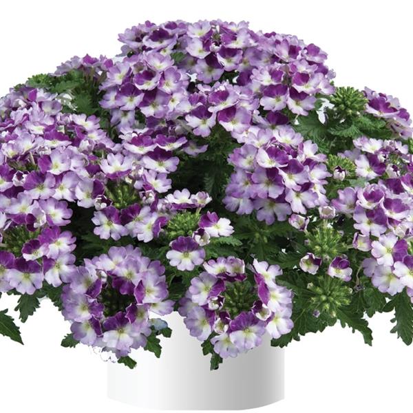 Verbena-Vanessa Compact Bicolor Purple 4.3"