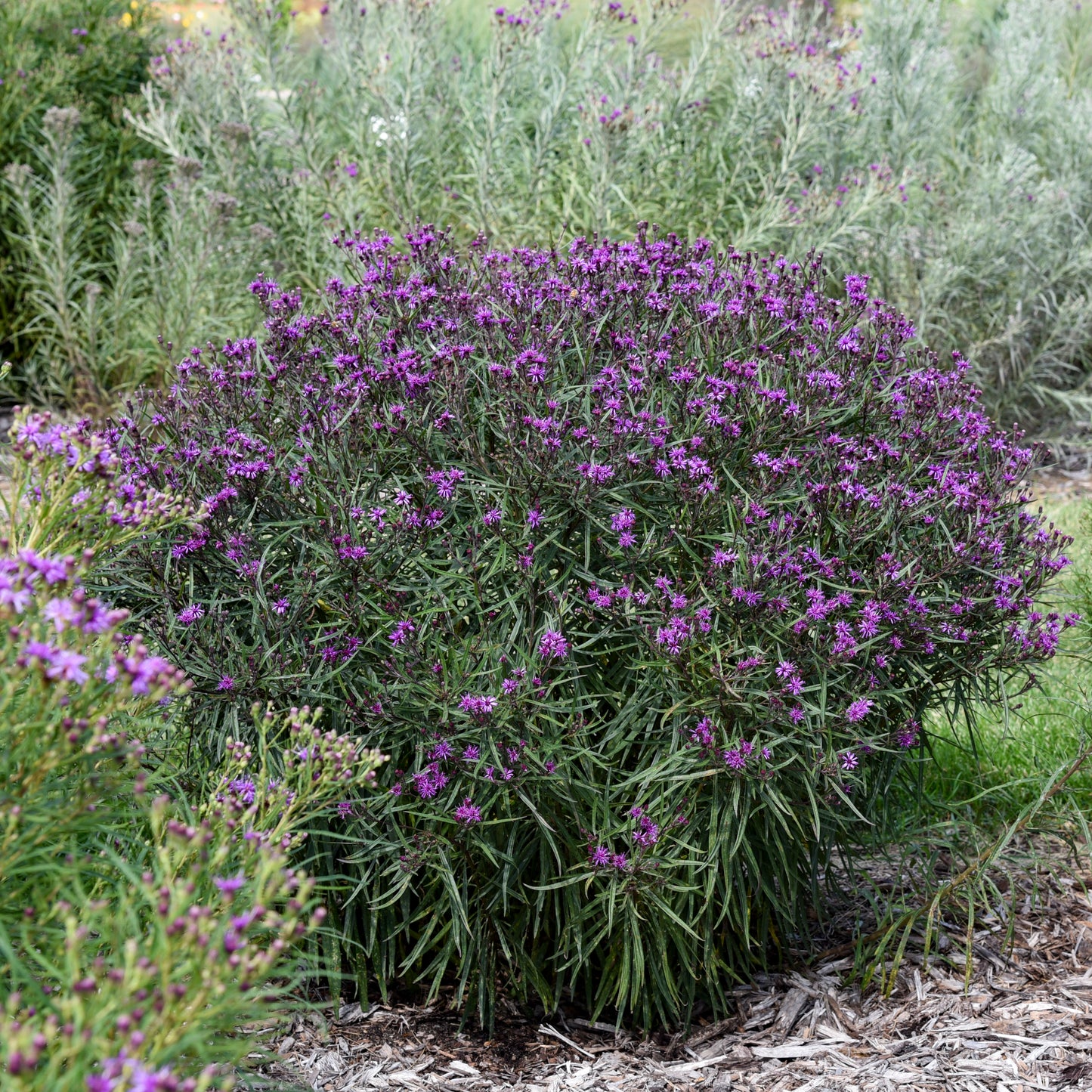 Vernonia-Prairie Princess 1C