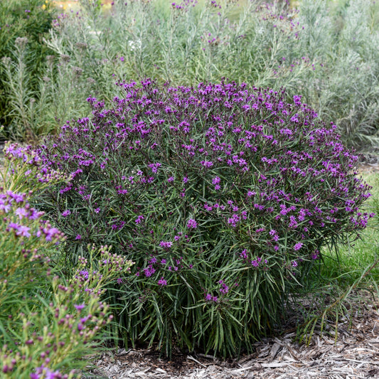 Vernonia-Prairie Princess 1C