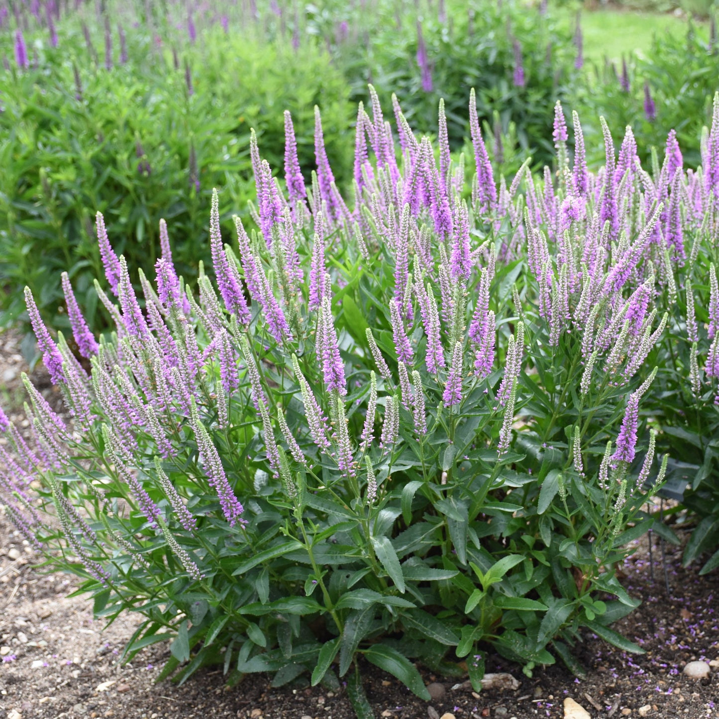 Veronica-Da Vinci Delight 1C