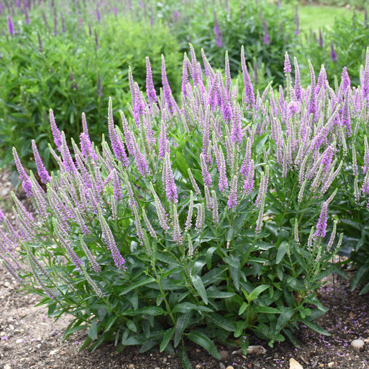 Veronica-Da Vinci Delight 1C