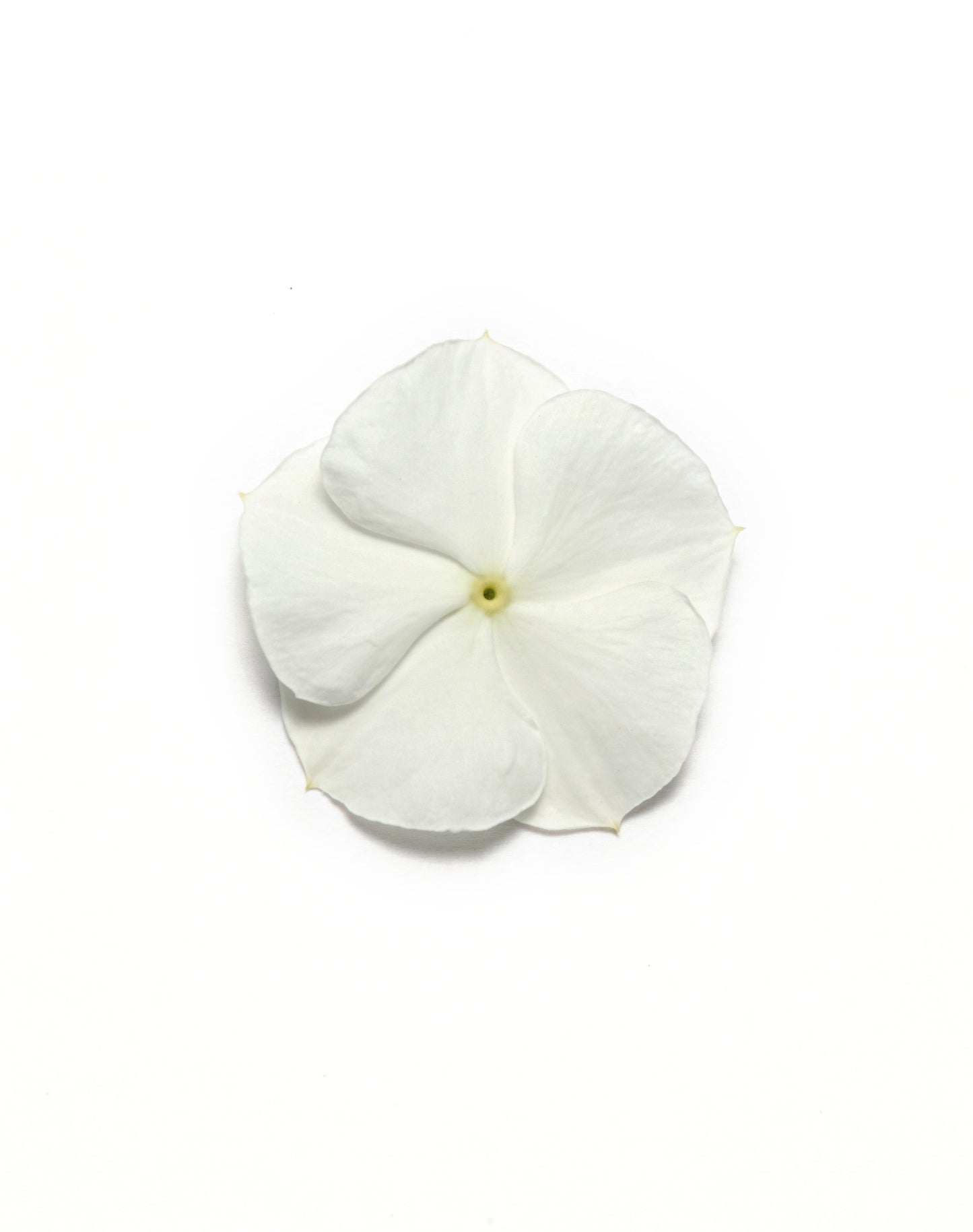 Vinca-Pac XP White 6 Pack