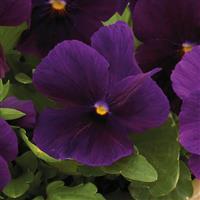 Viola-Colormax Clear Purple 4 Pack