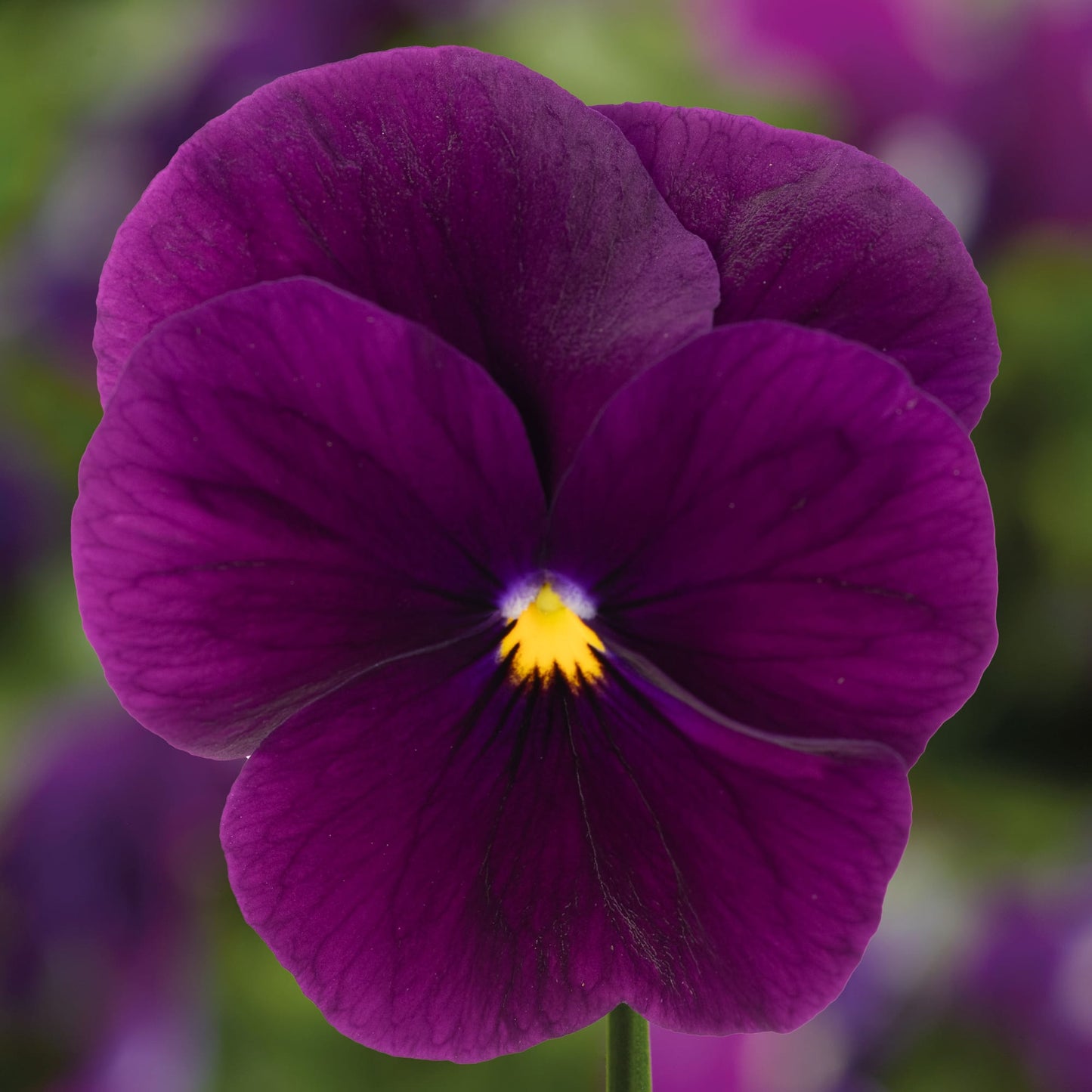 Viola-Penny Pro Violet 6 Pack