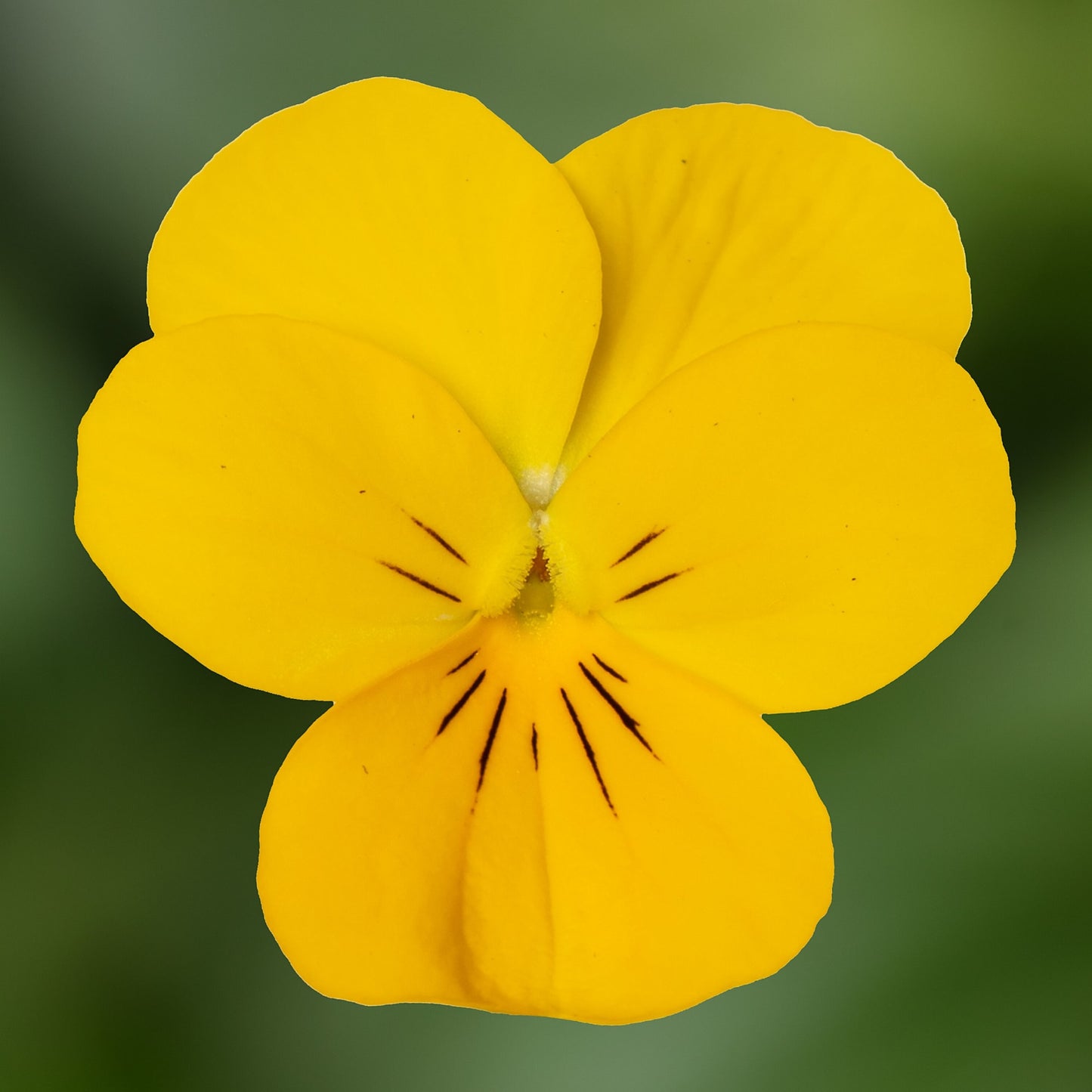 Viola-Penny Pro Yellow 6 Pack