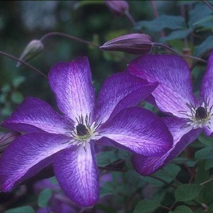 Clematis-Vit Venosa Violacea 1C