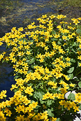 Waterplant-Marsh Marigold 3.5"