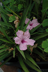 Waterplant-Ruellia Chi Chi 3.5"