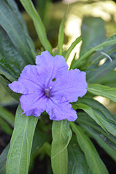 Waterplant-Ruellia Katie 3.5"
