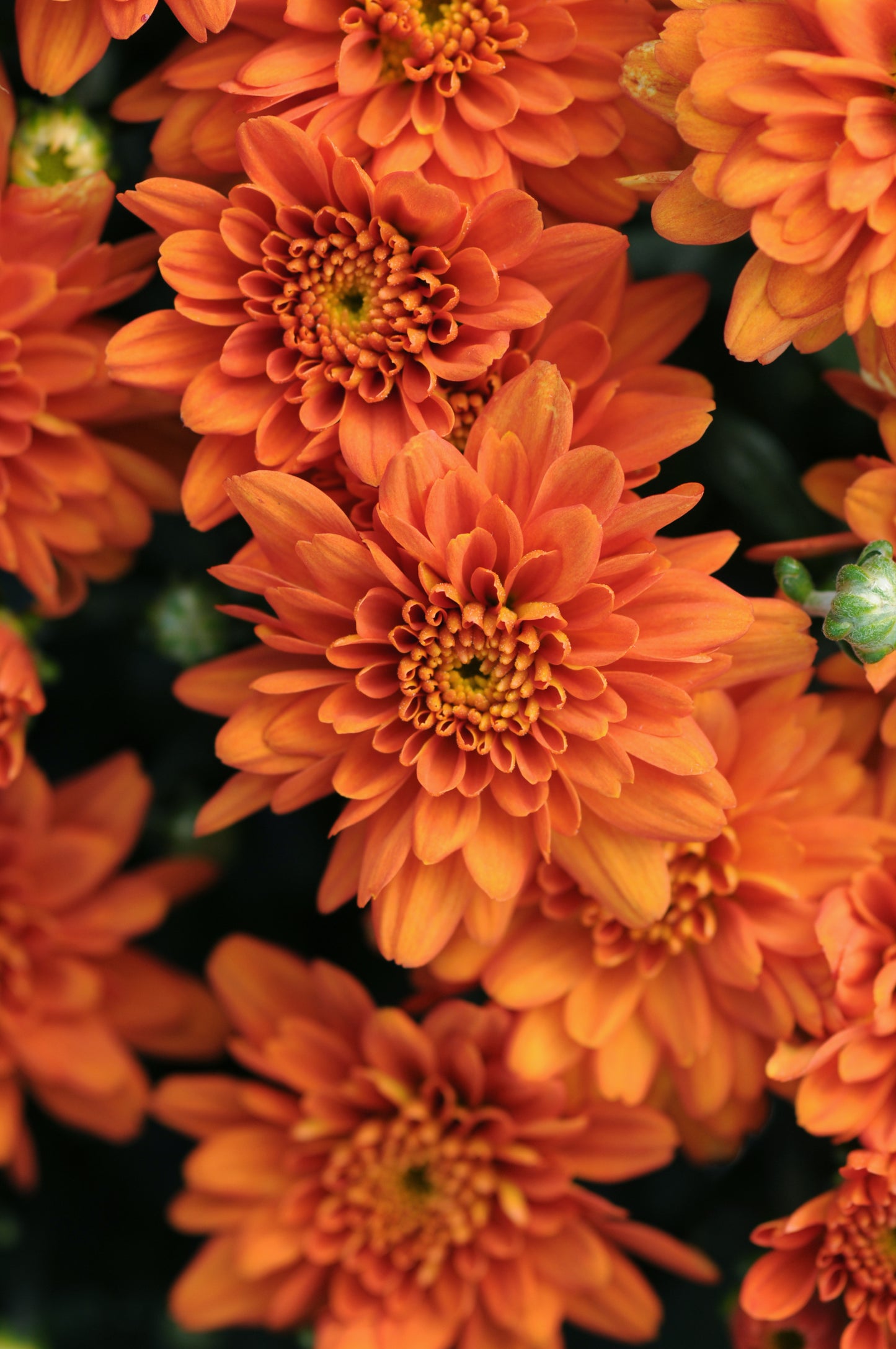 Mum- Zest Orange M 5C