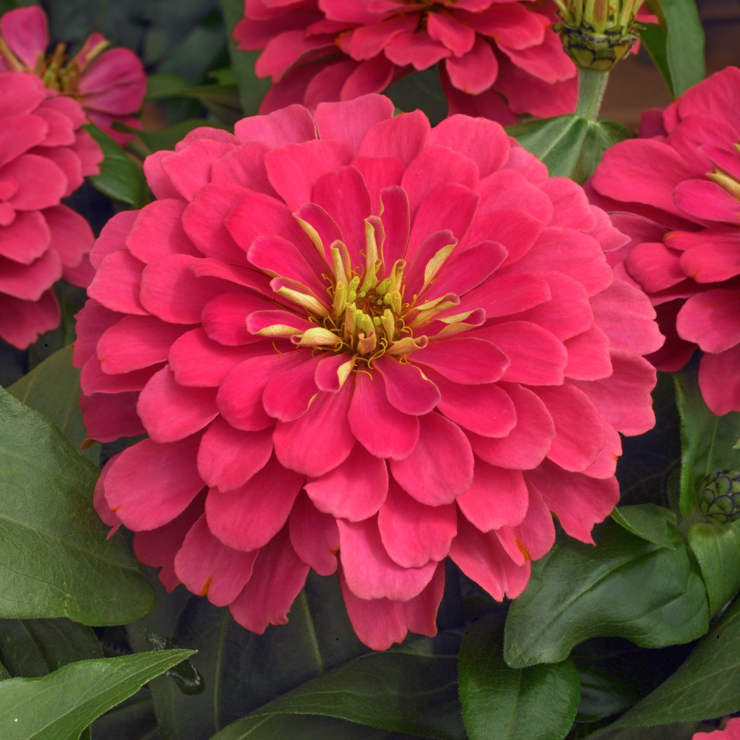 Zinnia-Magellan Coral 4.3"