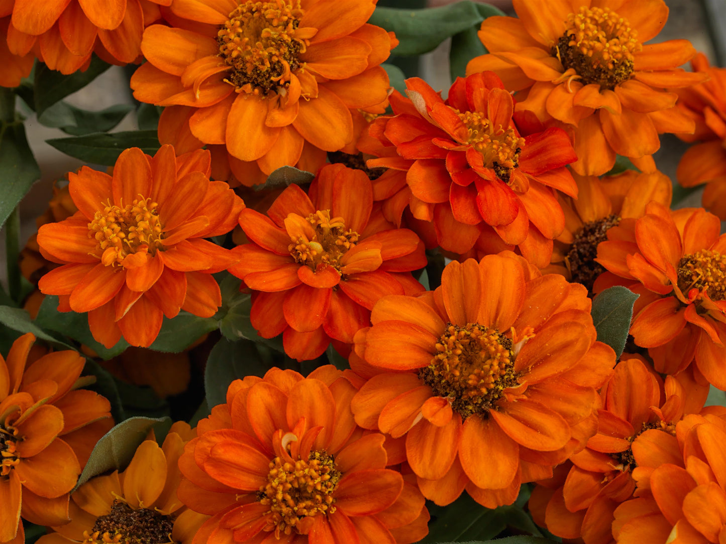 Zinnia-Profusion Double Fire 6 Pack