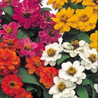 Zinnia-Profusion Double Mix 6 Pack