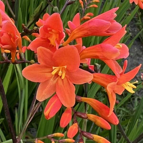 Crocosmia-Peach Melba 1C
