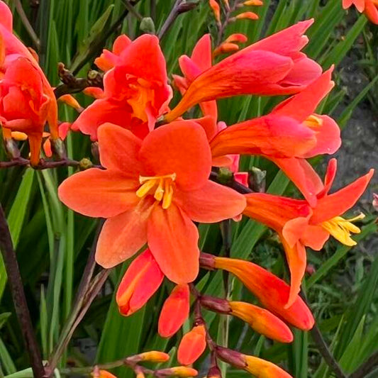 Crocosmia-Peach Melba 1C