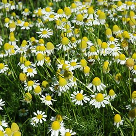 Chamomile-German 4"