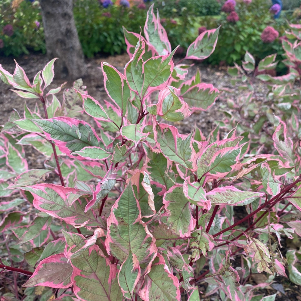 Dogwood-Sgt. Pepper 3C