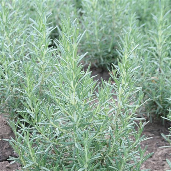 Annual-Rosemary 4"C