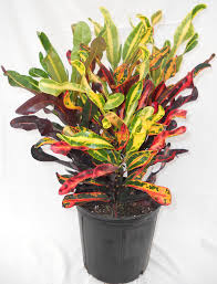 Croton-Mammy 10"