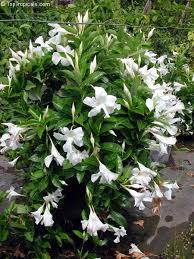 Dipladenia-White Bush 10"