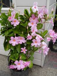 Dipladenia-Pretty Pink Trellis 10"