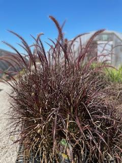 Grass-Rubrum 10"