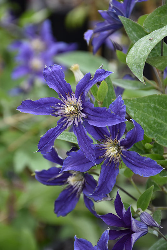 Clematis-Sapphire Indigo 1C