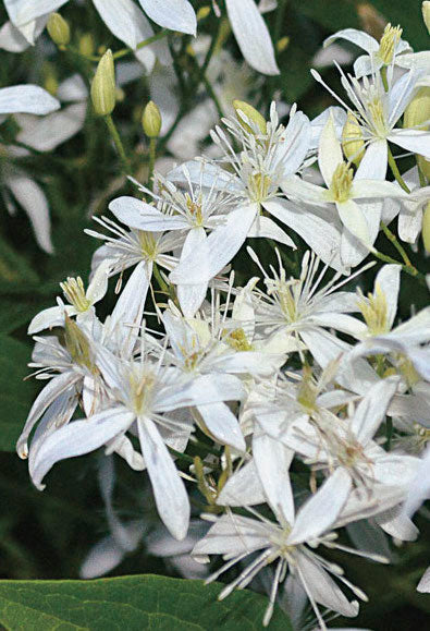 Clematis-Sweet Autumn 1C