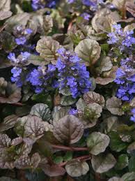 Ajuga-Black Scallop 4"C