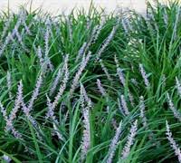 Liriope-New Blue 1C