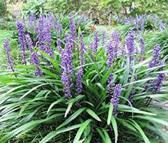 Liriope-Big Blue 1C