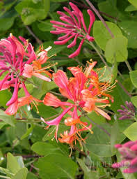 Honeysuckle-Goldflame 2C