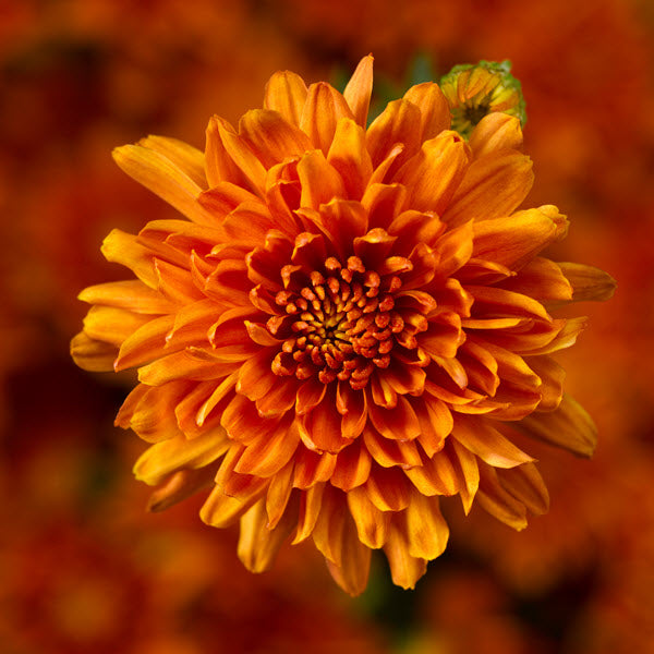 Mum Orange 3C Squat