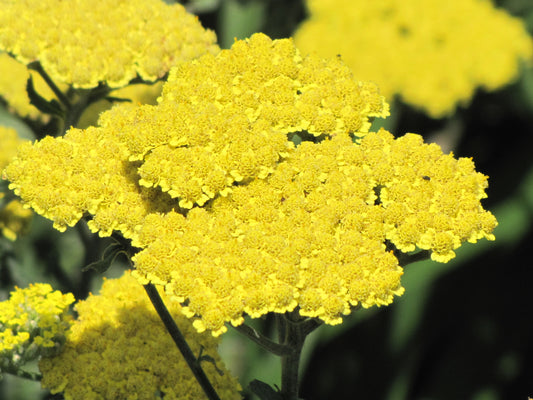 Achillea-Moonshine 1C