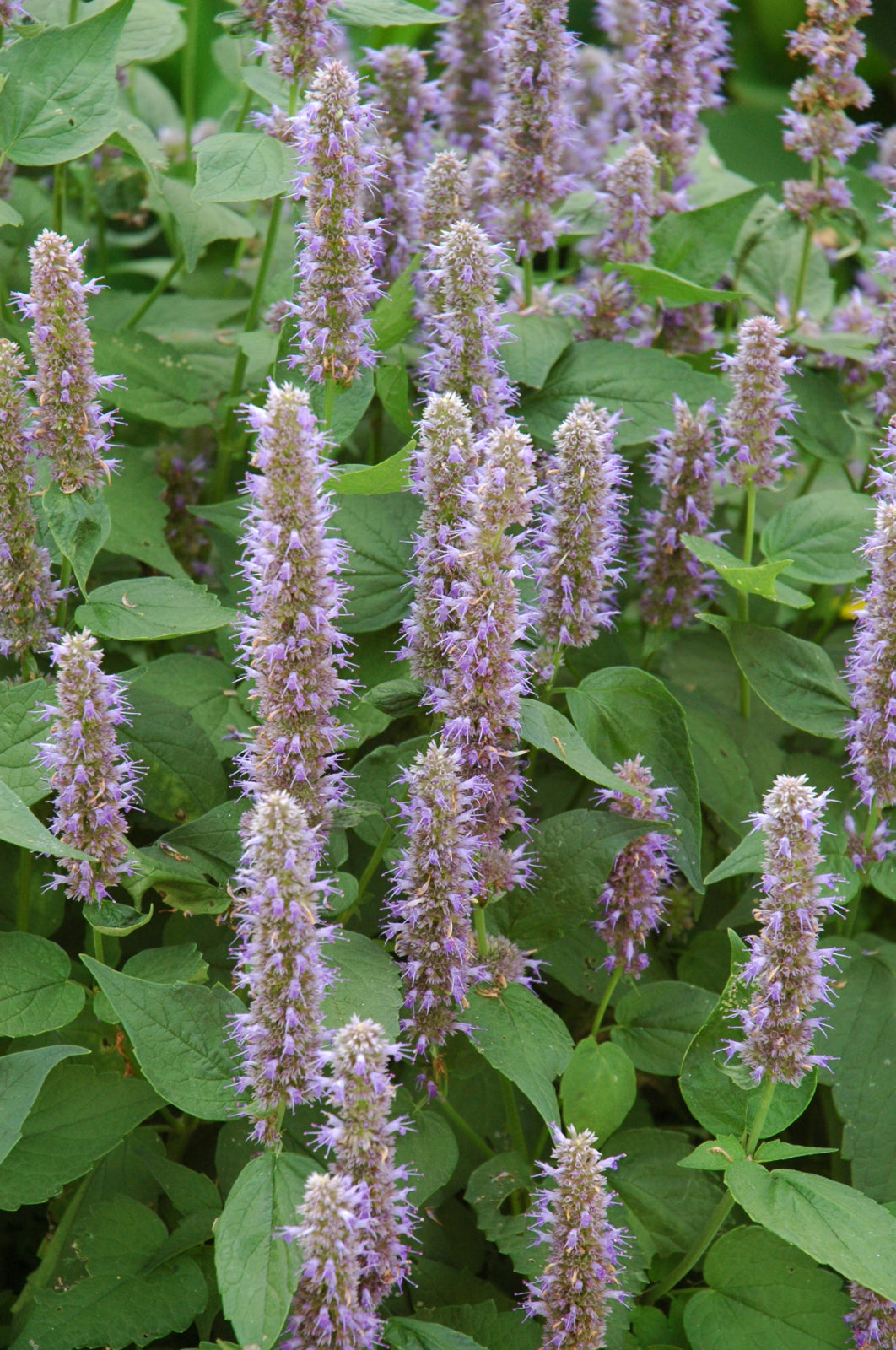 Agastache-Blue Fortune 1C