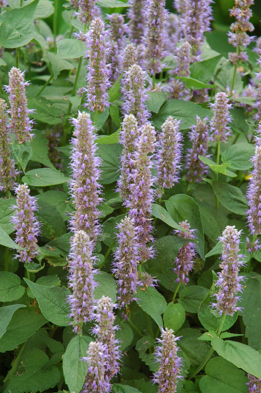 Agastache-Blue Fortune 1C
