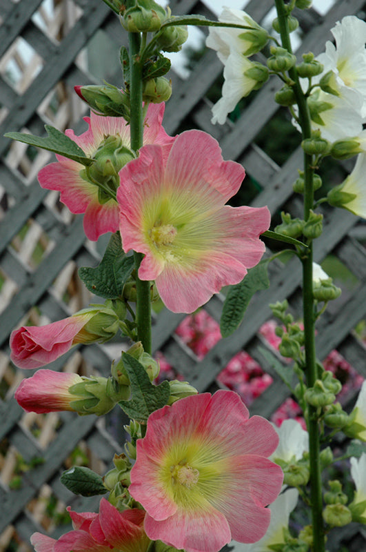 Alcea-Las Vegas 1C
