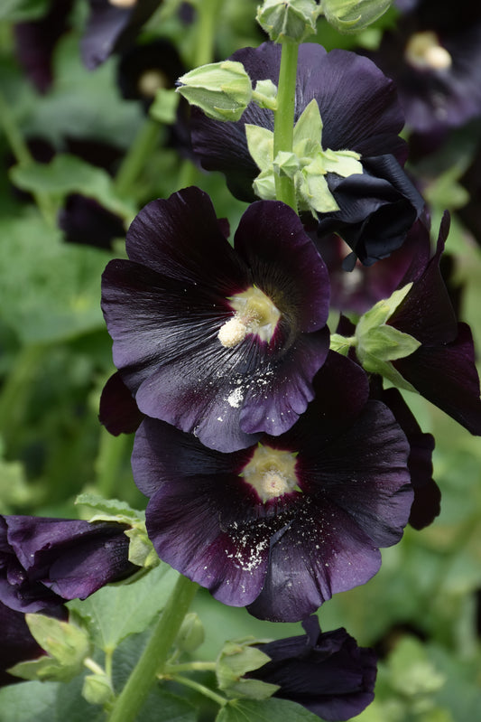 Alcea-Blacklight Spotlight 1C