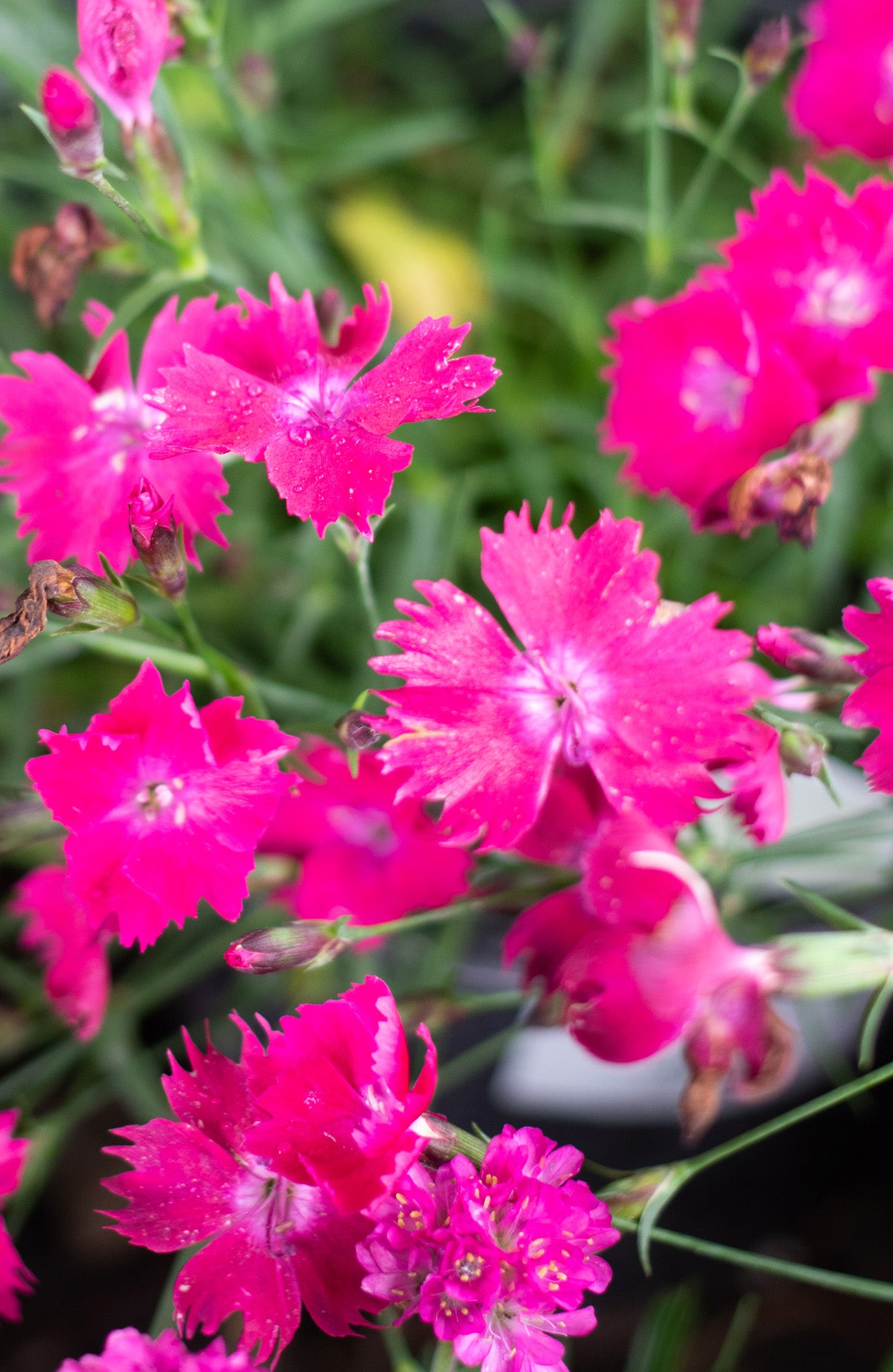 Dianthus-Kahori Scarlet 1C