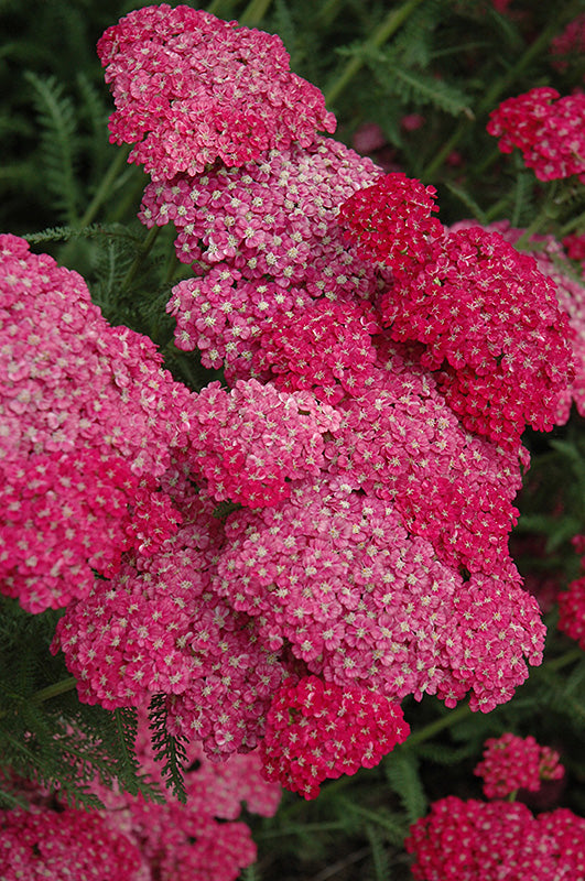 Achillea-Saucy Seduction 1C