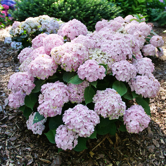 Hydrangea-Wee Bit Innocent 3C