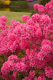 Azalea-Rosy Lights 3C