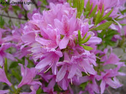 Azalea-Orchid Lights 3C