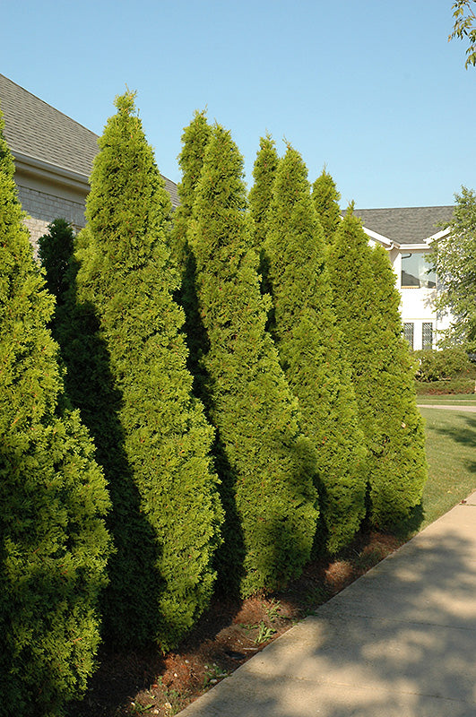 Arborvitae-Emerald Green 5'BP